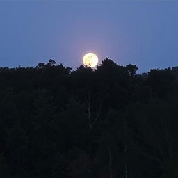 An evening scene in a forest area with a full moon rising in the sky