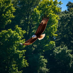 A majestic eagle soaring over a dense forest, with sunlight filtering through the leaves creating beautiful patterns of light and shadow on the forest floor