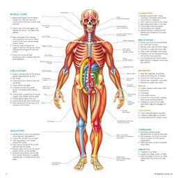 Detailed anatomical illustration of a human body showcasing various physiological systems including the muscular, nervous, circulatory, and skeletal systems