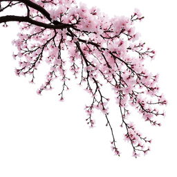 A majestic sakura tree in full bloom against a pristine white background