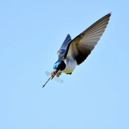 A house martin, a small bird with glossy blue-black plumage on its upperparts and white undersides, skillfully catching a dragonfly mid-flight