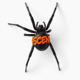 Close-up photo of a Black Widow spider from an overhead angle, capturing its distinctive glossy black body