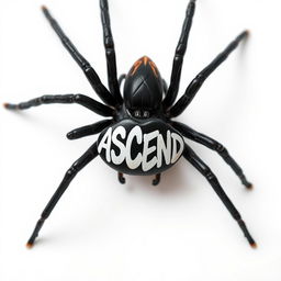 Close-up photo of a Black Widow spider from an overhead perspective