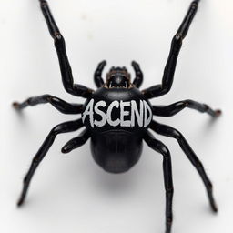 Hyper-realistic close-up photo of a Black Widow spider from an overhead perspective