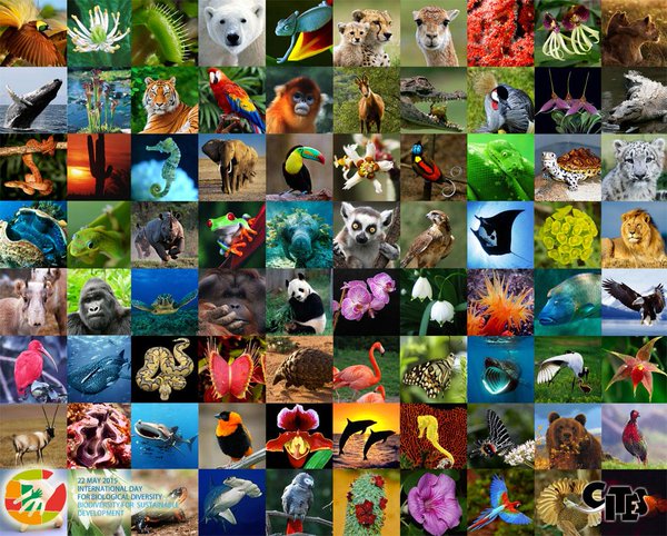 Test your knowledge about the fascinating world of animals with this comprehensive quiz!