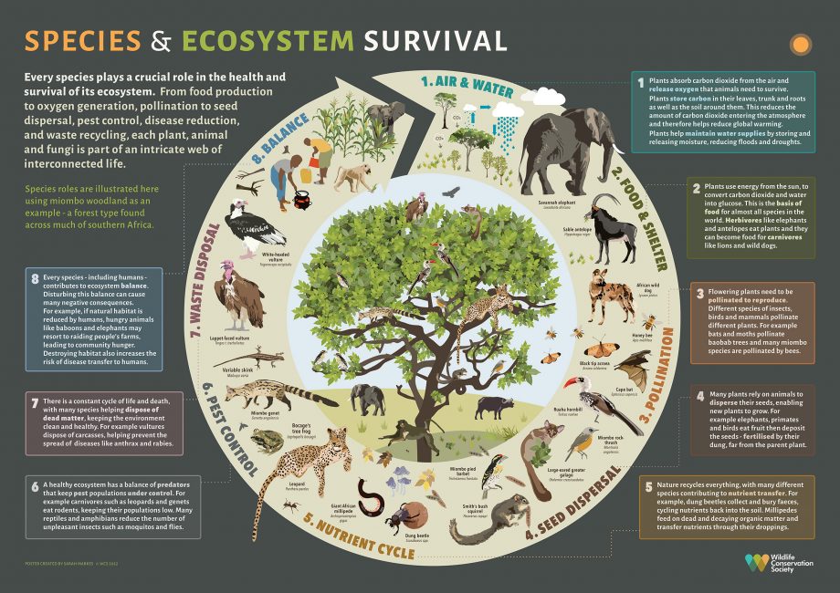 What's Your Role in the Ecosystem?