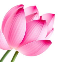 A close-up, detailed illustration of a vibrant pink flower, resembling a lotus blossom in full bloom