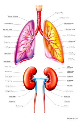 A detailed anatomical illustration showing the lungs and kidneys in a vibrant, educational style