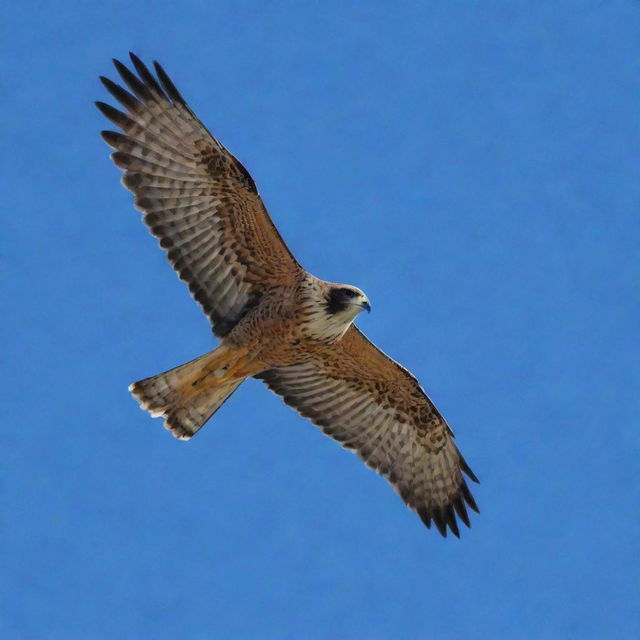 A majestic falcon soaring high in the stark blue sky.