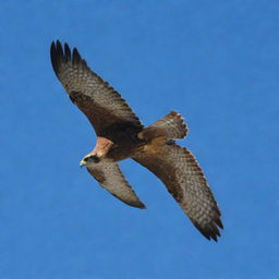 A majestic falcon soaring high in the stark blue sky.