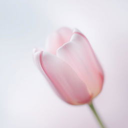 A beautifully soft and ethereal image of a faint tulip, slightly blurred or rendered in a watercolor style