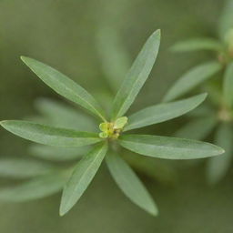 A detailed image of the smallest tree in the world, the dwarf willow. This tiny tree, with its vibrant green leaves, delicate branches, and minute size, serves as a testament to nature's diversity.