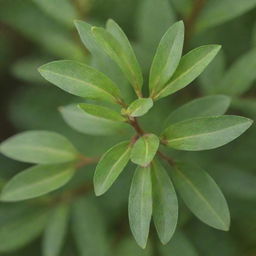 A detailed image of the smallest tree in the world, the dwarf willow. This tiny tree, with its vibrant green leaves, delicate branches, and minute size, serves as a testament to nature's diversity.