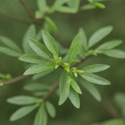 A detailed image of the smallest tree in the world, the dwarf willow. This tiny tree, with its vibrant green leaves, delicate branches, and minute size, serves as a testament to nature's diversity.