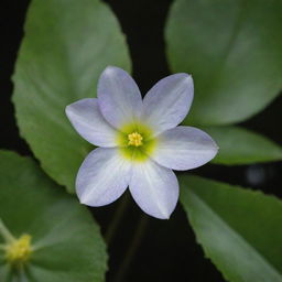 A detailed image of the world's smallest flower, the delicate Wolffia. The tiny bloom, floating on water with a surrounding of green leaves, symbolizes fragile beauty. It's an exquisite display of nature's diversity in scale.