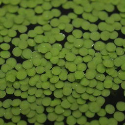 A detailed image of the world's shortest flower, the Duckweed (Wolffia). With no visible stem or leaves, these tiny blooms float on pond surfaces creating a vibrant green carpet, showcasing nature's ability to be extravagant at any scale.