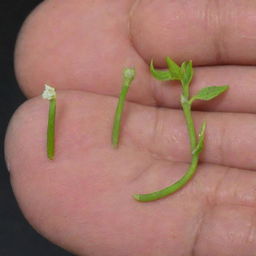 An image showing a side-by-side comparison of the world's smallest flower, the Wolffia, and the fingertip of a human. The stark difference in scale dramatically underscores the remarkably tiny size of this aquatic flowering plant.