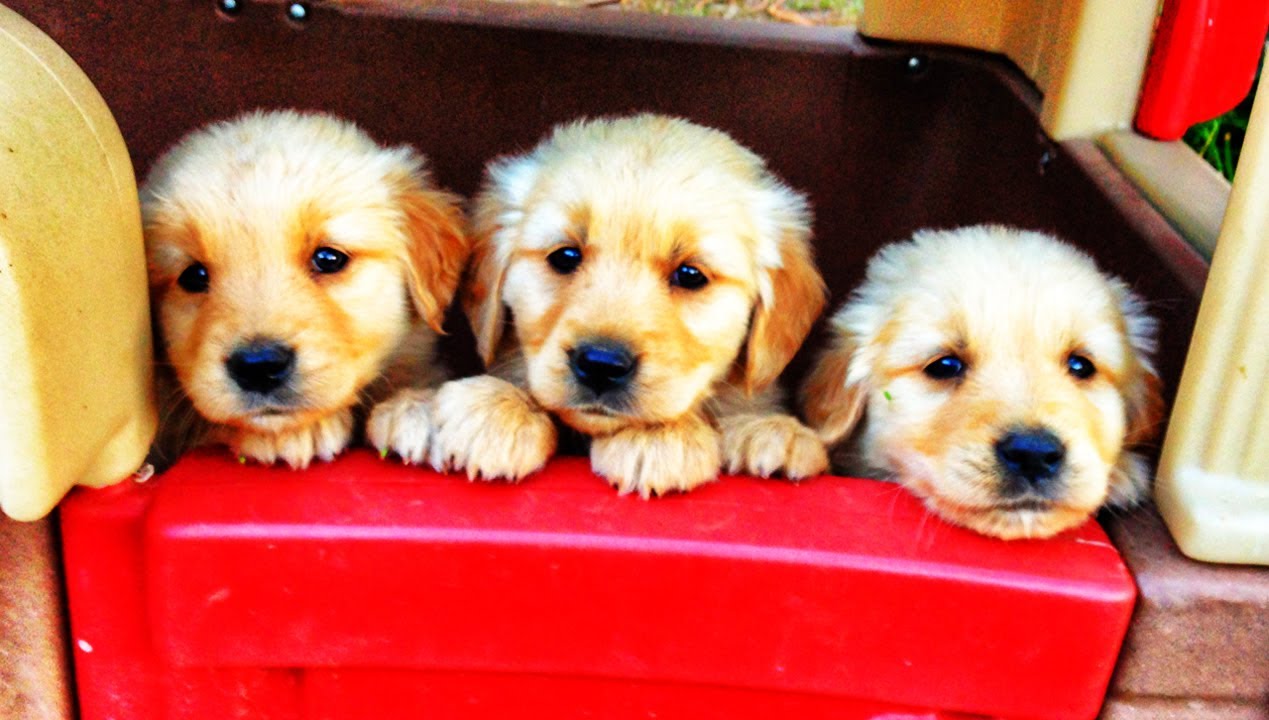 Which Puppy Breed Matches Your Fun Personality?