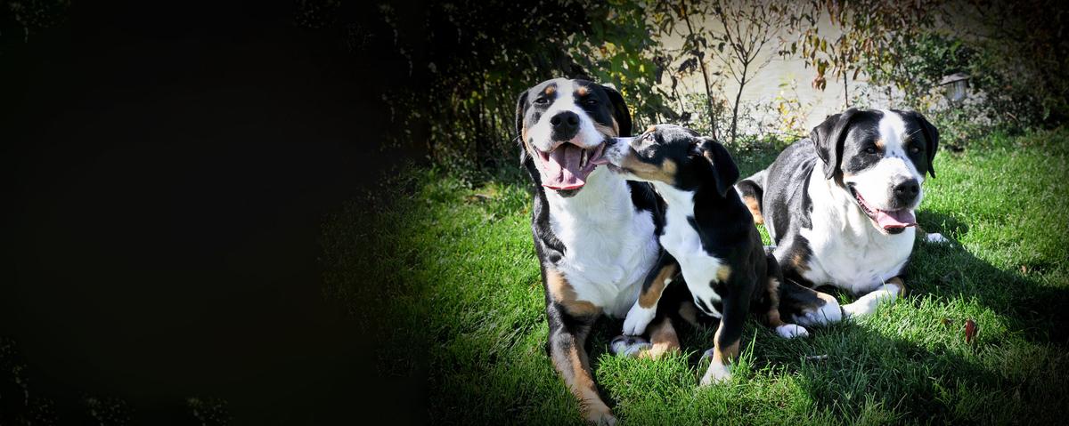 Answer a few fun questions to uncover the best raw food option for your dog from Doggone Raw’s delicious range!
