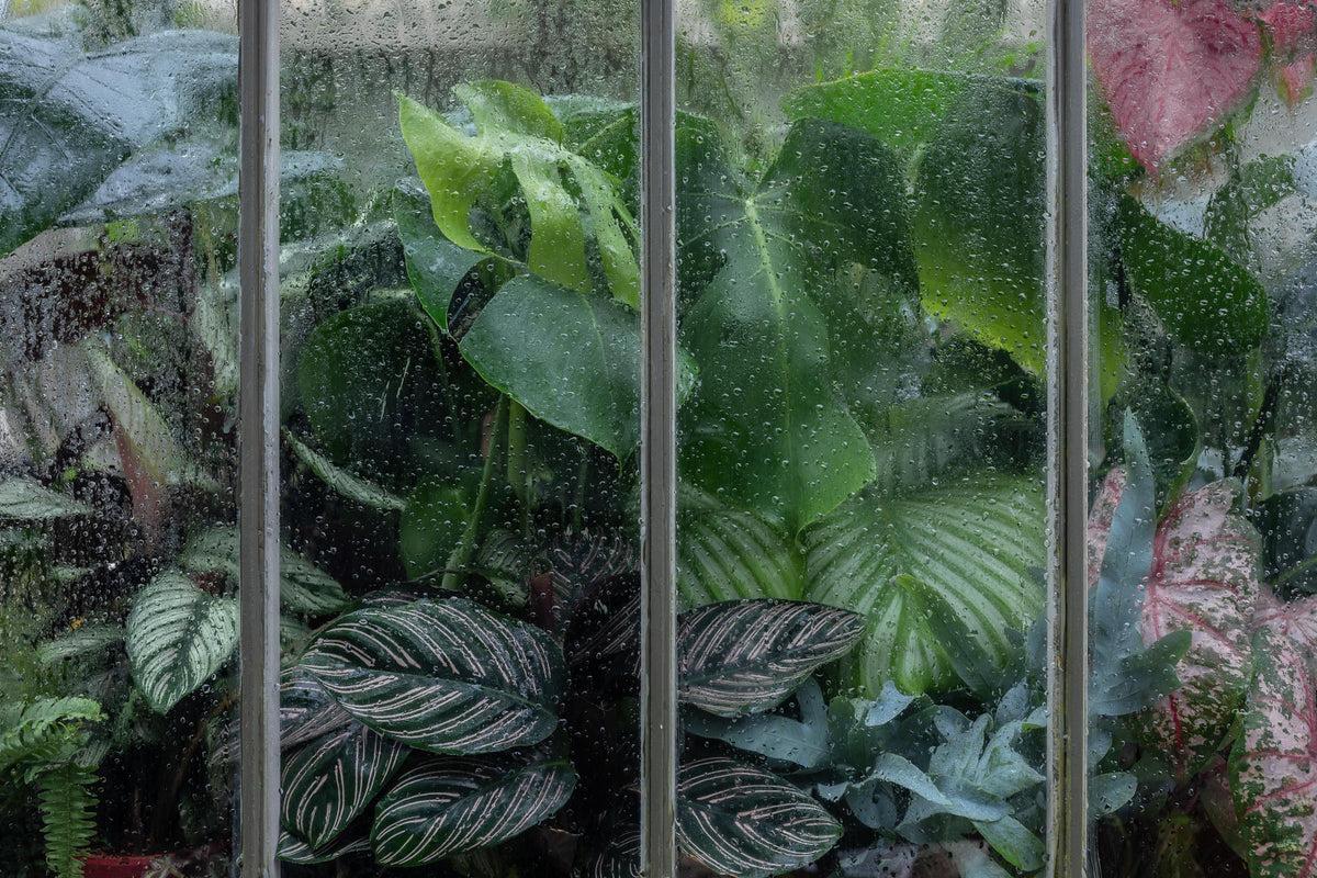 Discover the plant that fits your lifestyle and home aesthetic. Take our quiz to match with the ideal product from Leaf Envy.
