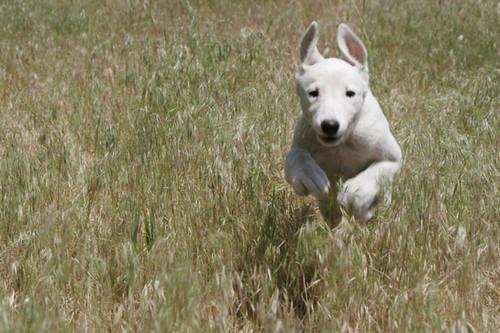 Discover the ideal raw pet food product tailored to your pet's specific needs and preferences!