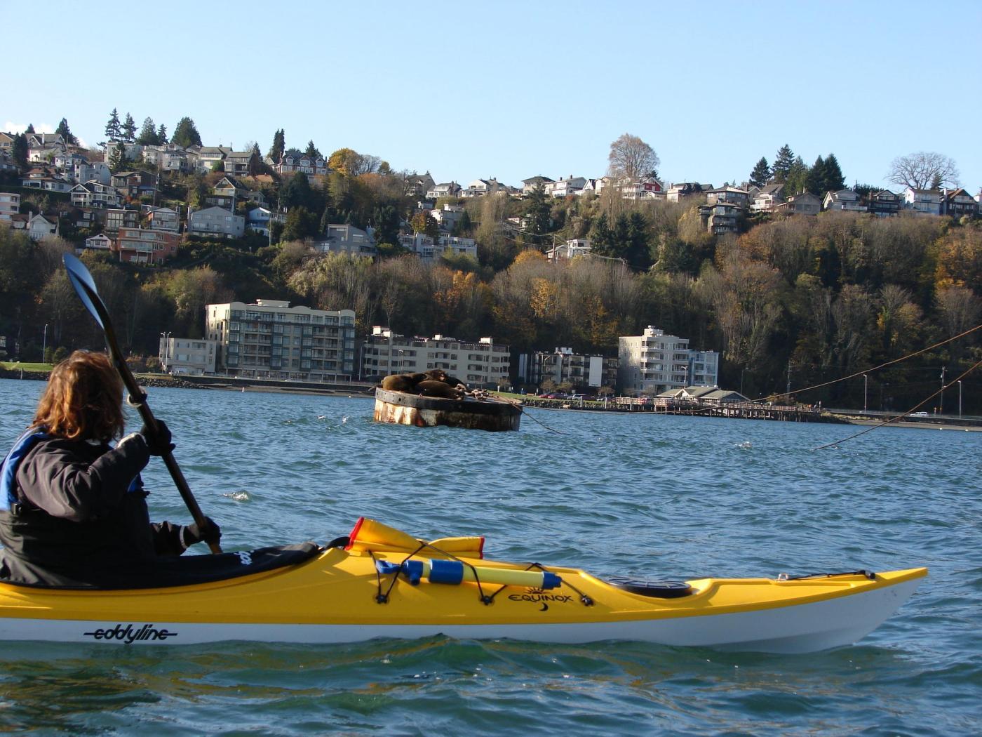 Take our quiz to discover which kayaking experience suits you best, whether you're a thrill-seeker or looking for a serene paddle.