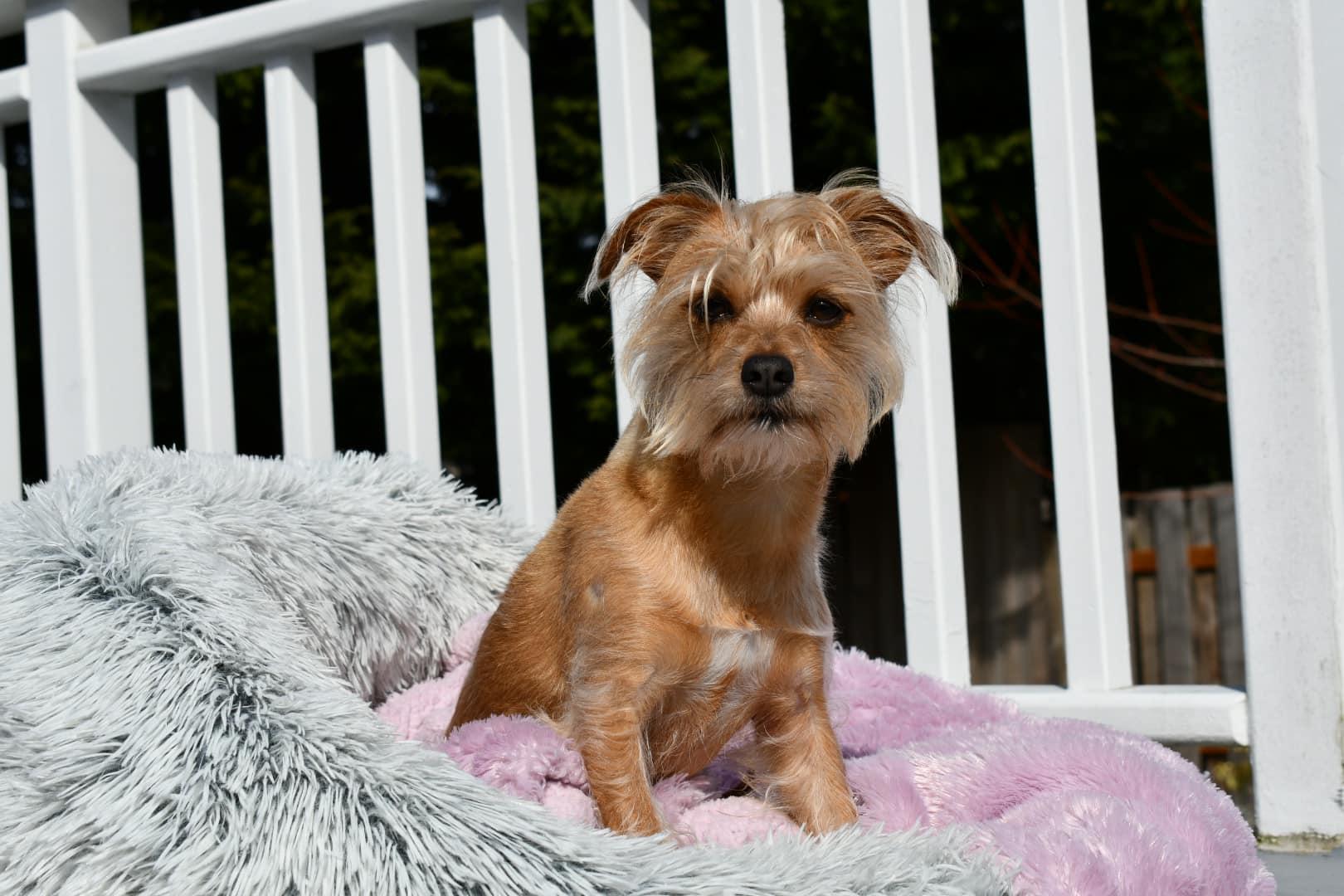 Discover the ideal service for your furry friend! This quiz will help you choose the best option from Lady Di Pet Chaperone that fits your needs and ensures your pet is happy and well-cared for.