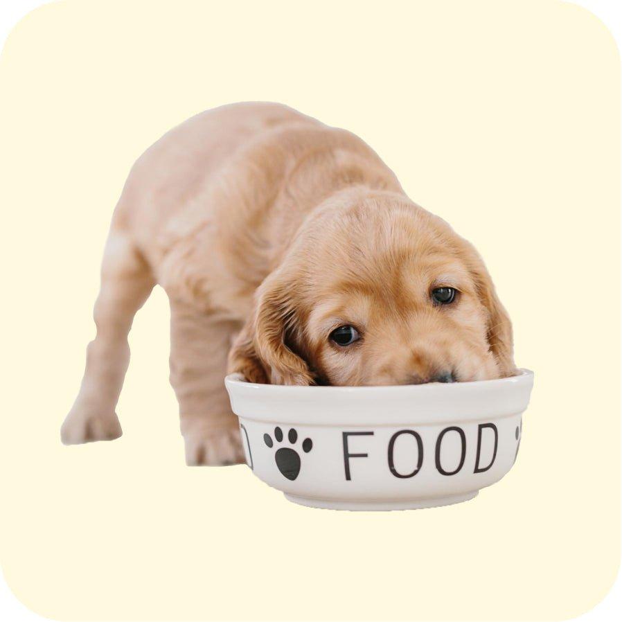 Discover which Wagr Petcare product is best suited for your furry friend based on their unique needs and preferences!