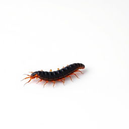 A long, detailed centipede crawling across a stark white blank canvas, showcasing its many legs with intricate textures and patterns, vibrant colors highlighting its segmented body