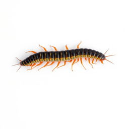 A long, detailed centipede crawling across a stark white blank canvas, showcasing its many legs with intricate textures and patterns, vibrant colors highlighting its segmented body