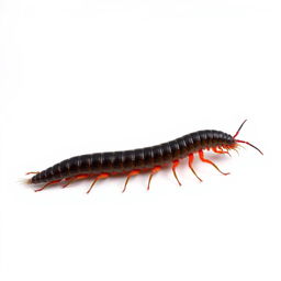 A long, detailed centipede crawling across a stark white blank canvas, showcasing its many legs with intricate textures and patterns, vibrant colors highlighting its segmented body