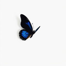 A black butterfly featuring striking blue accents, standing out prominently against a clean white background