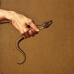 An old Renaissance-style painting depicting a bare hand catching a snake by its tail