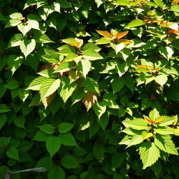 A lush and vibrant scene filled with a multitude of leaves in various shades of green and some autumn hues