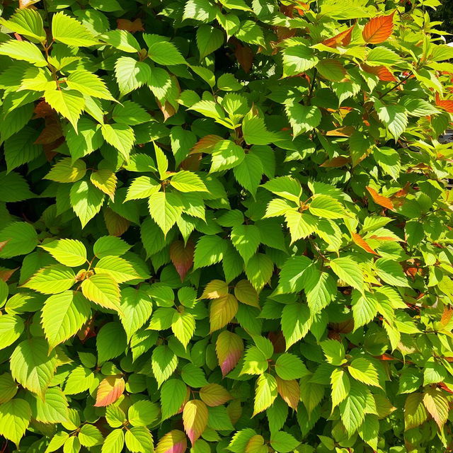 A lush and vibrant scene filled with a multitude of leaves in various shades of green and some autumn hues