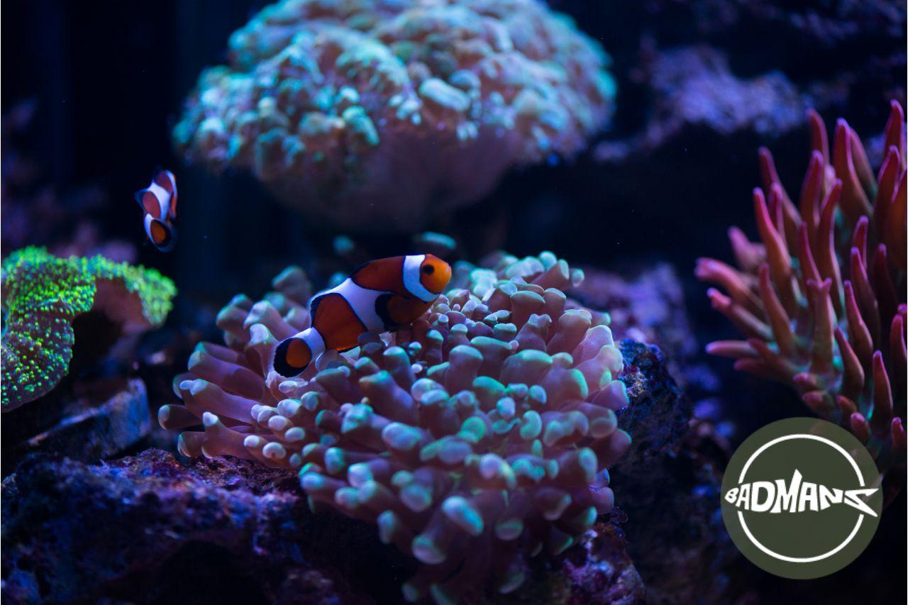 Discover which aquarium product suits your needs based on your preferences and situation!