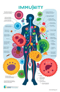 A detailed illustration showcasing the concept of medical immunity, featuring a human silhouette surrounded by vibrant colors representing different immune cells such as lymphocytes and antibodies