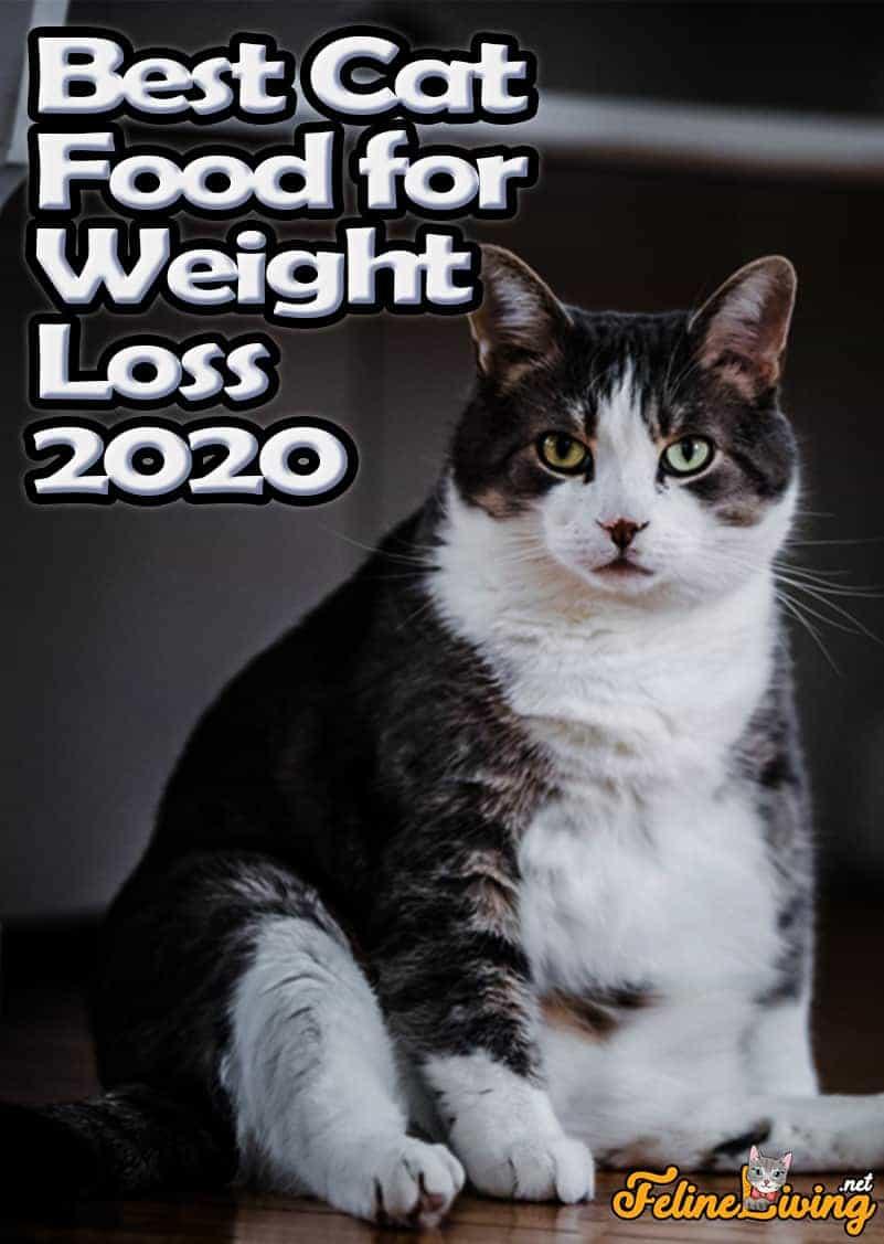 Is your cat carrying a bit too much fluff? Take this quiz to discover the best weight loss cat food that suits your feline friend’s needs and preferences!
