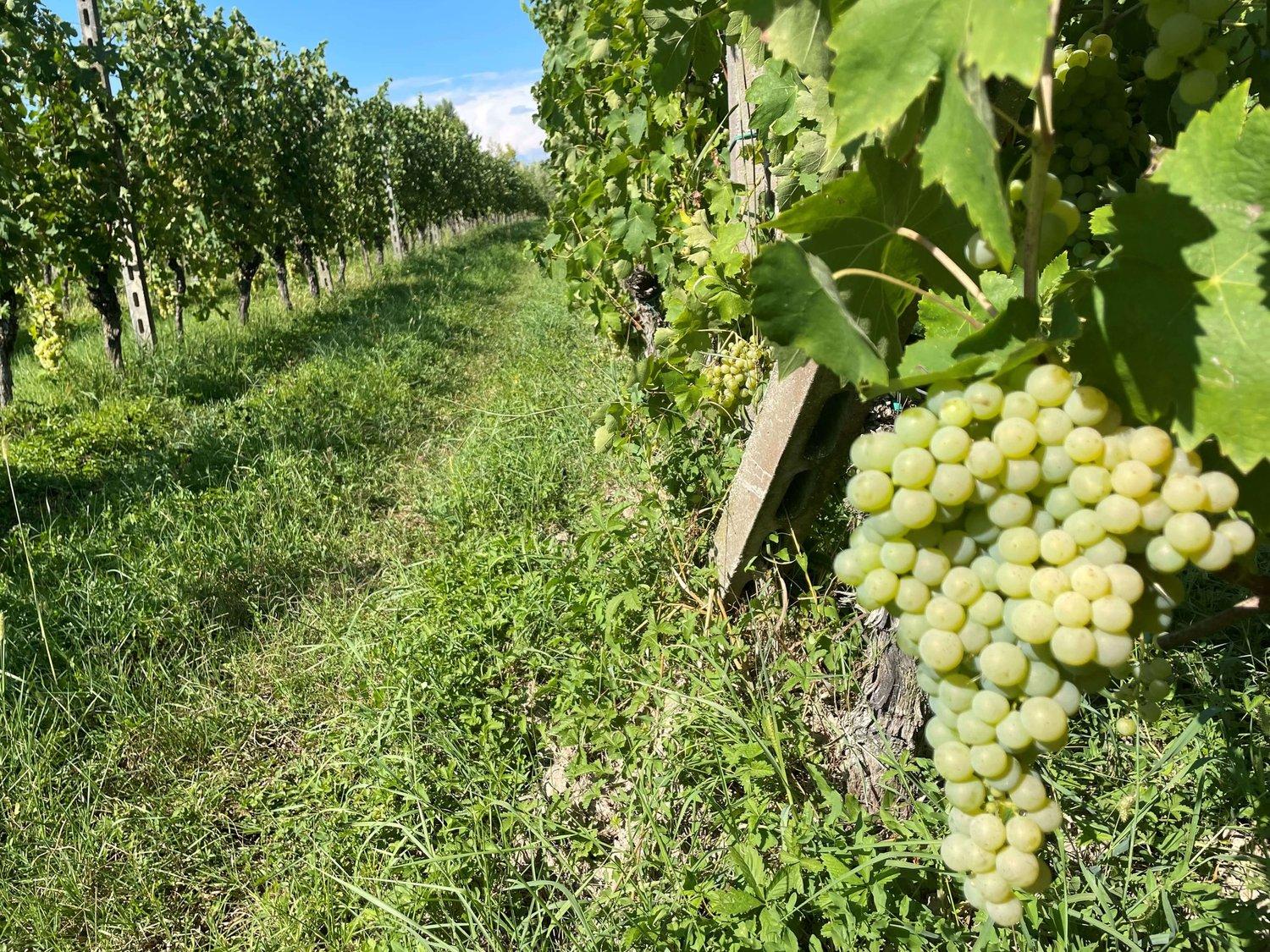 Uncover the delightful diversity of Italian white wines with our fun quiz! Whether you're a novice wine drinker or a seasoned connoisseur, we have the perfect bottle for you.