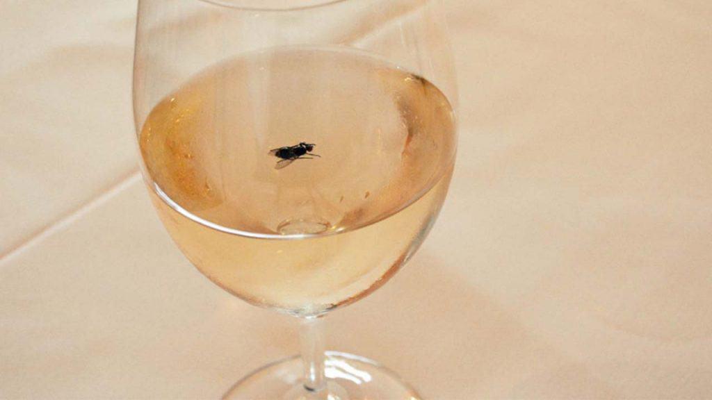 Say goodbye to pesky flies in your restaurant! Take this quick quiz to discover the best fly control solution tailored for your needs. Let’s protect your food and impress your customers!