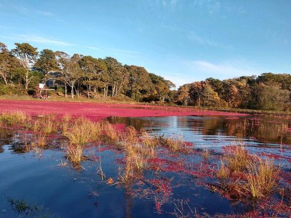 Are you ready to dive into the lush world of cranberry farming and discover the best bog tours on Cape Cod? Answer a few fun questions to unveil your ideal cranberry adventure!