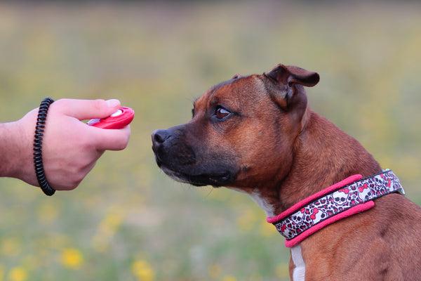 Welcoming a new dog? Let's help you find the right training products to empower your journey.