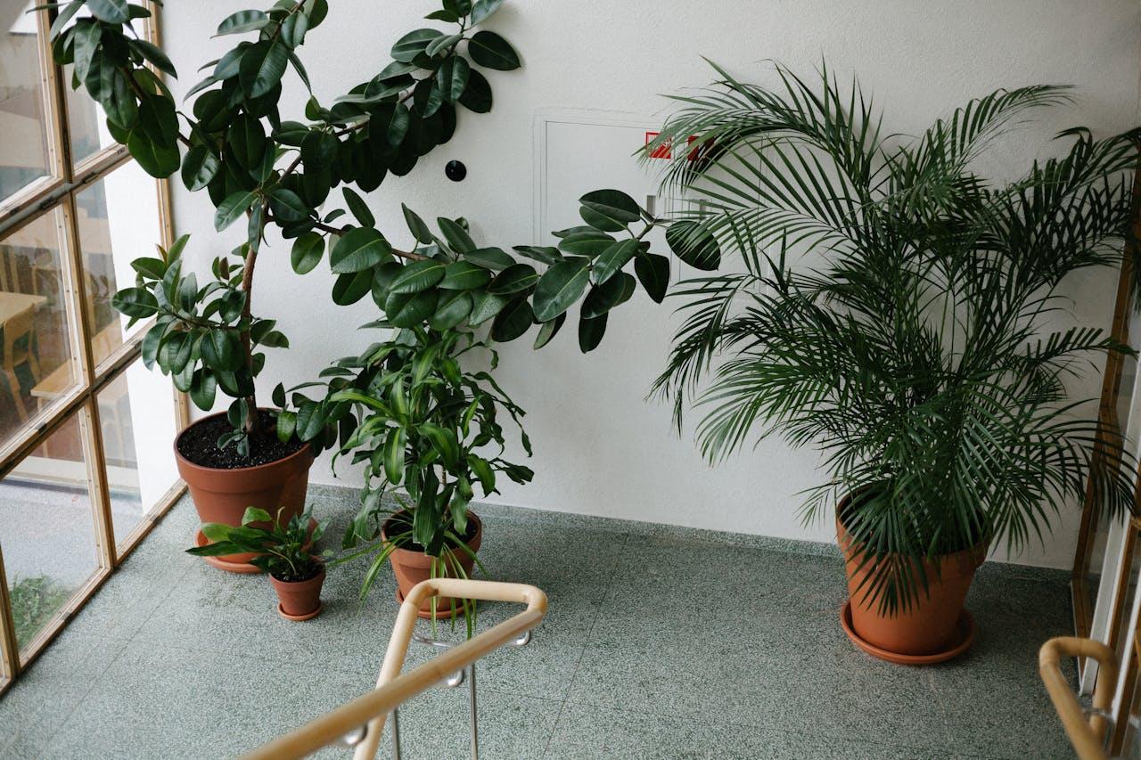 Transform your living space into a sanctuary of peace and tranquility! Take this quiz to discover the perfect indoor plant that will enhance your Zen space.