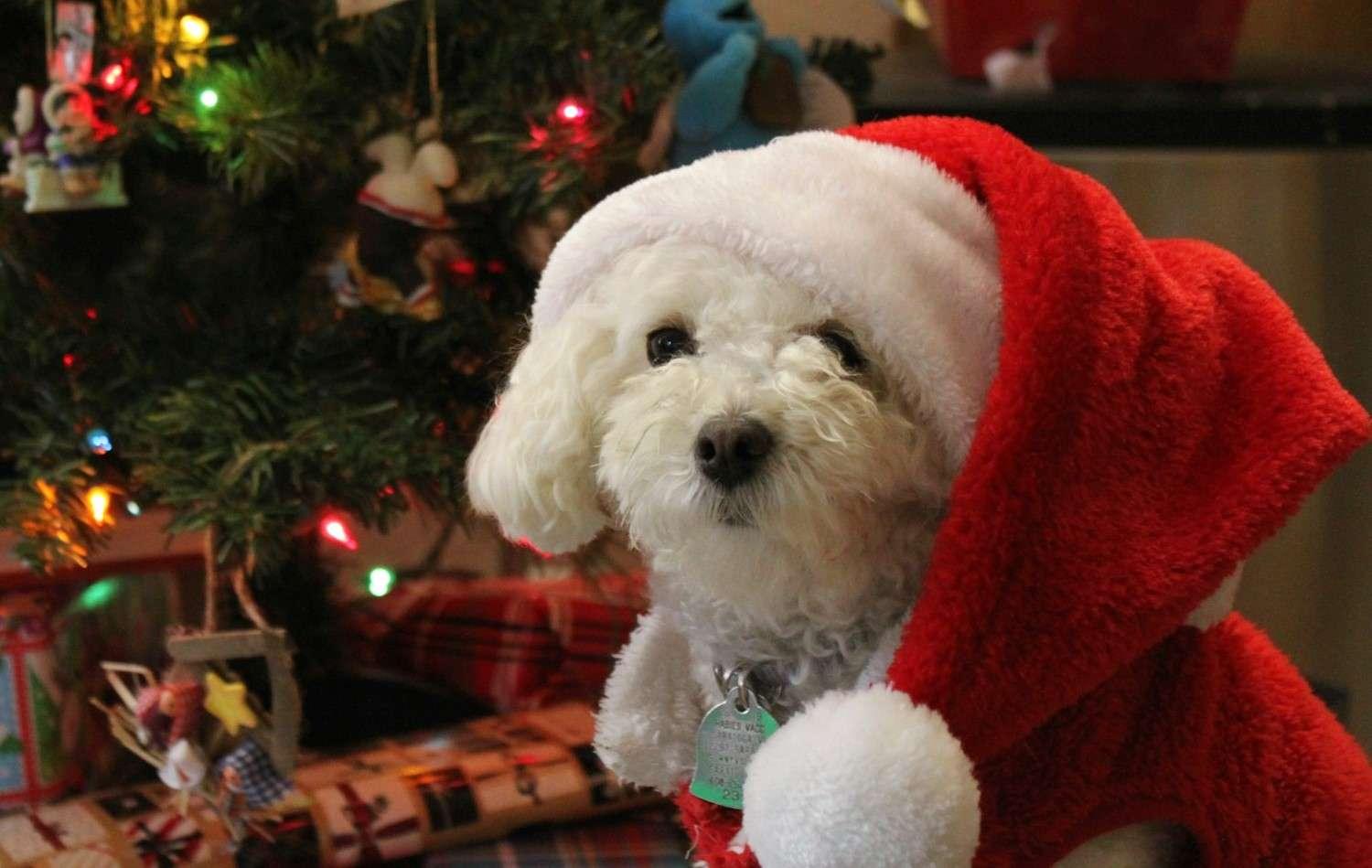Get ready to spoil your furry friend this holiday season with the perfect Christmas gift! This quiz will help you find the best product tailored to your pup's needs and style.