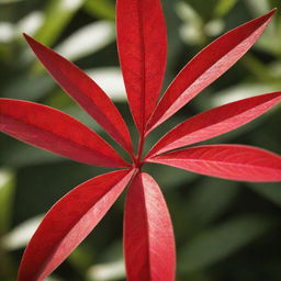 Close up of a vibrant red plant with intricate leaf patterns, bathed in soft sunlight.