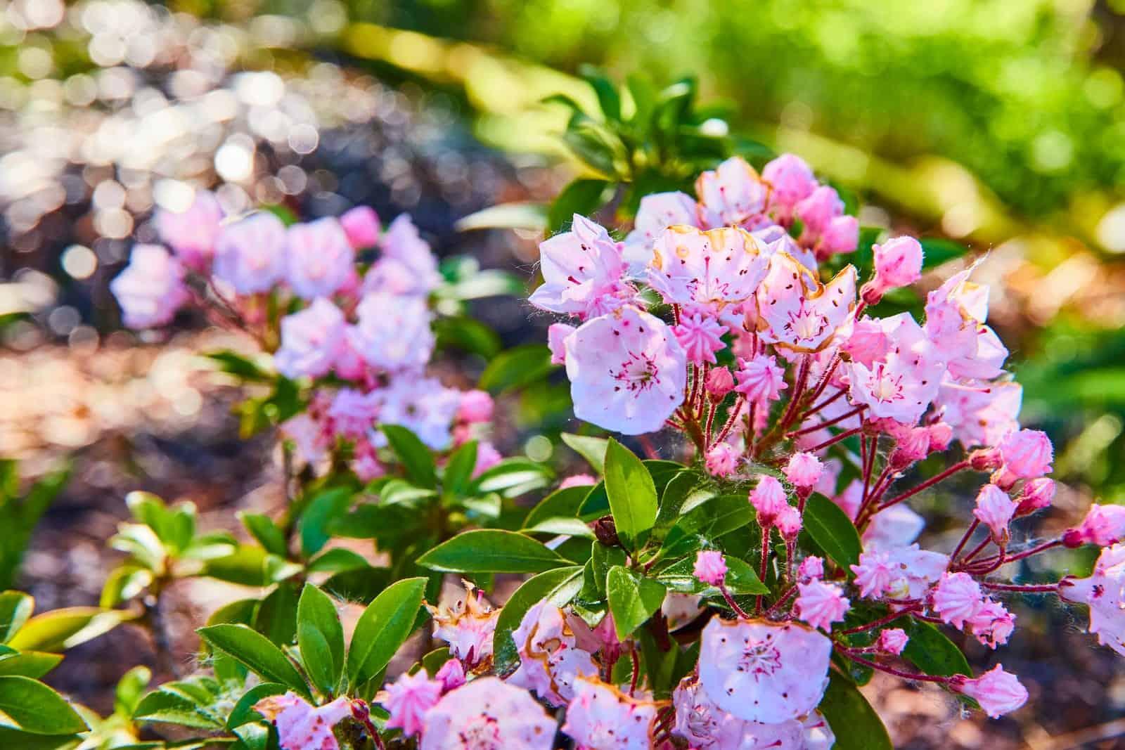 Discover the perfect evergreen plant for your garden with our fun quiz! Answer a few questions and find out which hardy plant suits your winter landscape best.