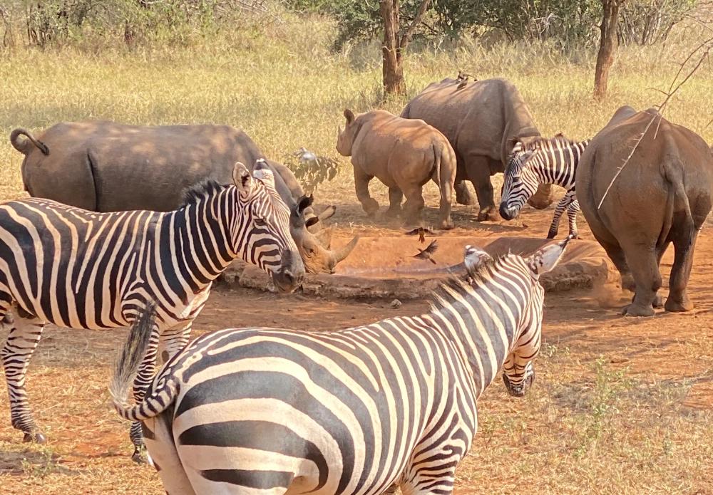 Embarking on an African safari? Let us guide you to your dream adventure with this fun quiz! Discover which safari tour suits your personality and interests.