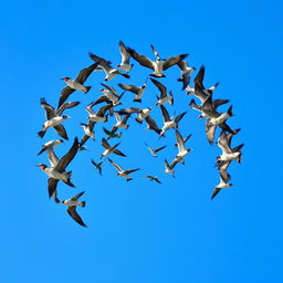 A stunning scene featuring a spiral formation of flying birds gracefully soaring through a clear blue sky
