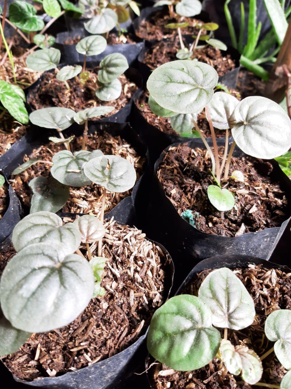 Whether you're a plant pro or just starting, this quiz will guide you to the ideal plants for your home based on your space and lifestyle!