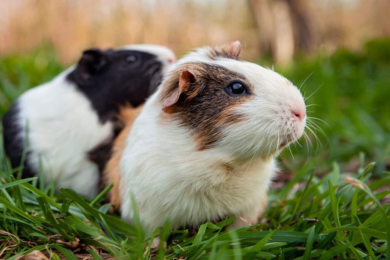 Grooming your guinea pig can be a delightful bonding experience! Find out the ideal grooming products that cater to your piggy's needs.